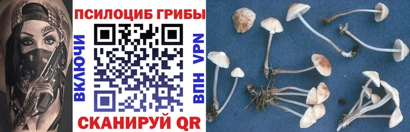 дарнет шоп  Яранск  Псилоцибиновые грибы Cubensis 